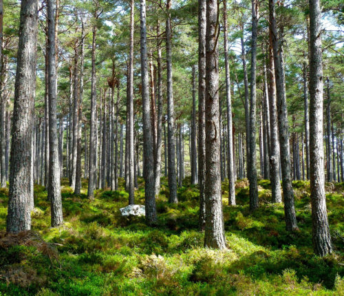 Summer Forest
