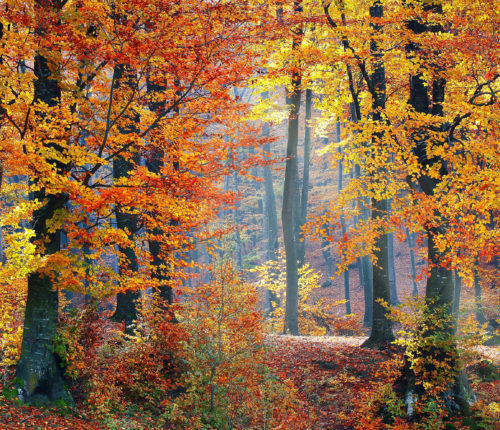 Autumn Forest